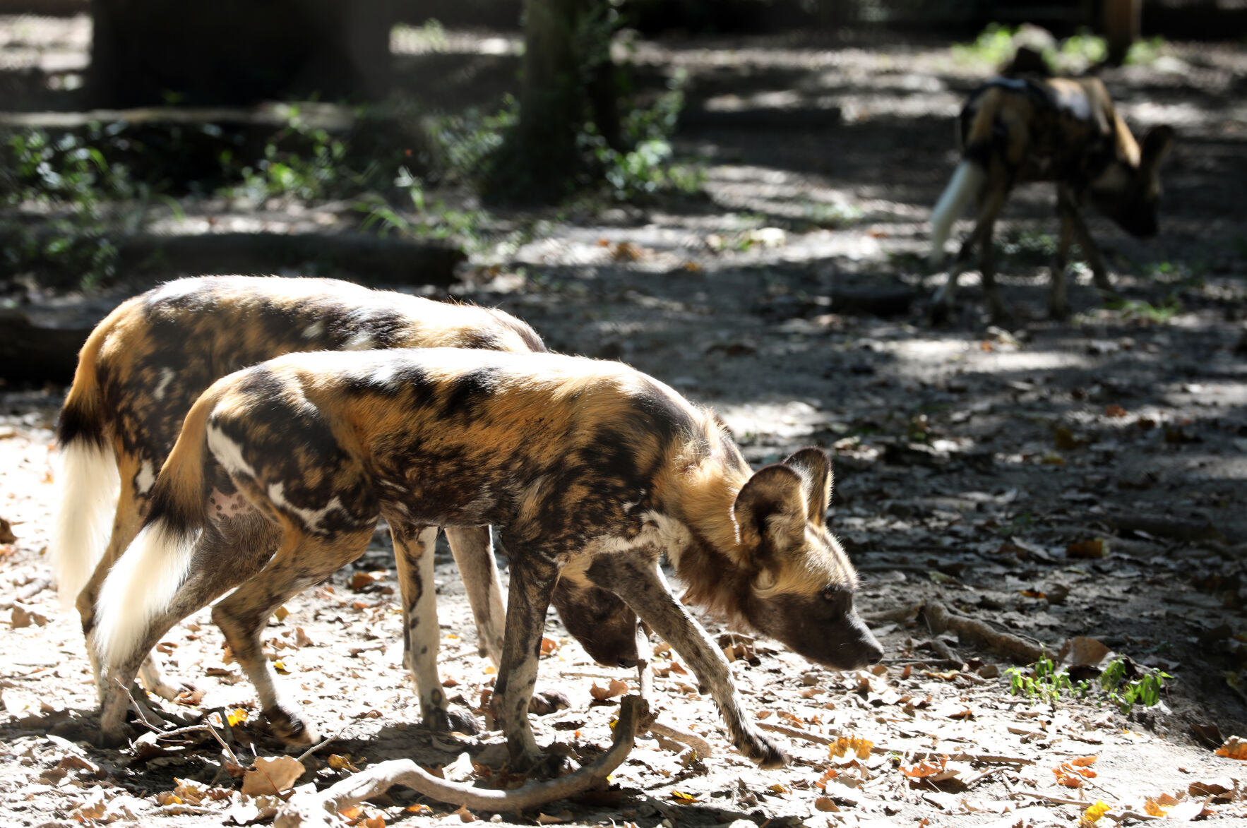 A group of African painted dogs